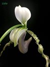 Paphiopedilum parishii var dianthum 